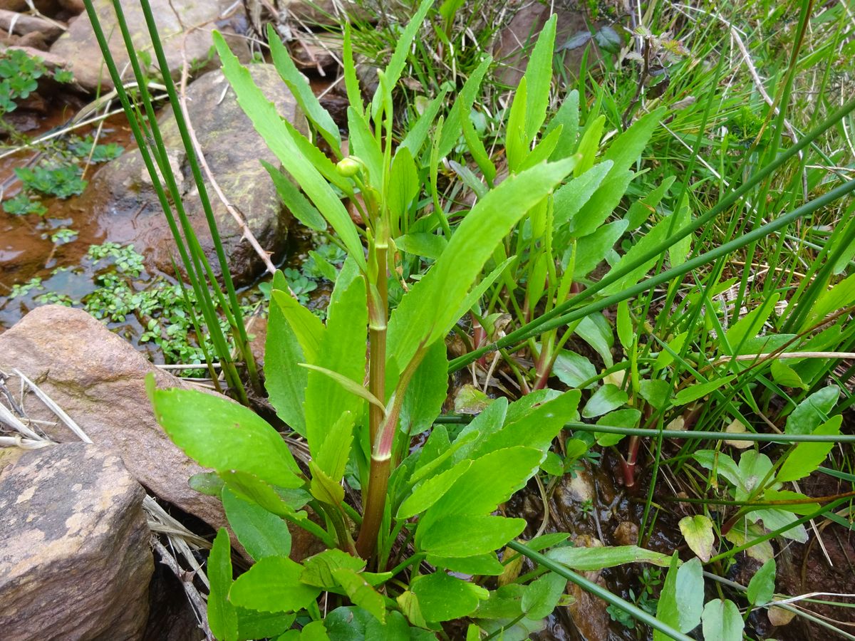 Ranunculus flammula var. major (Ranunculaceae)